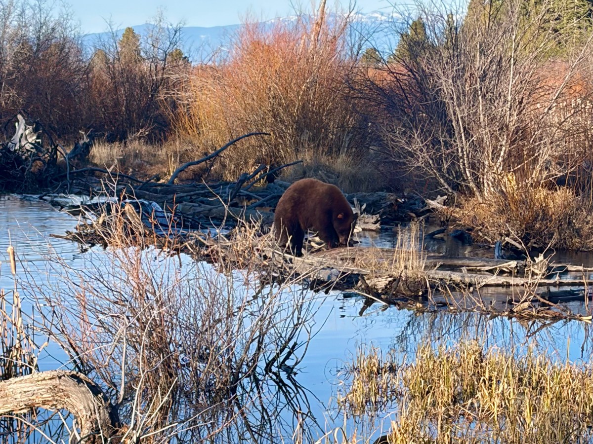 Lake Tahoe Bear  Feasts on Thanksgiving&nbsp;Salmon