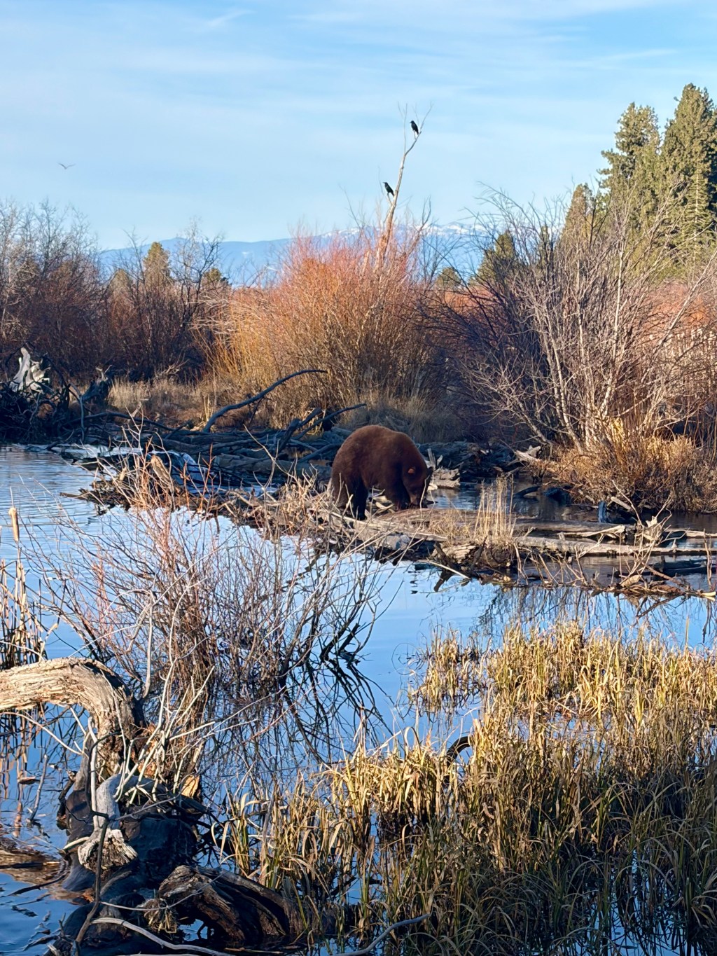 Lake Tahoe Bear  Feasts on Thanksgiving&nbsp;Salmon